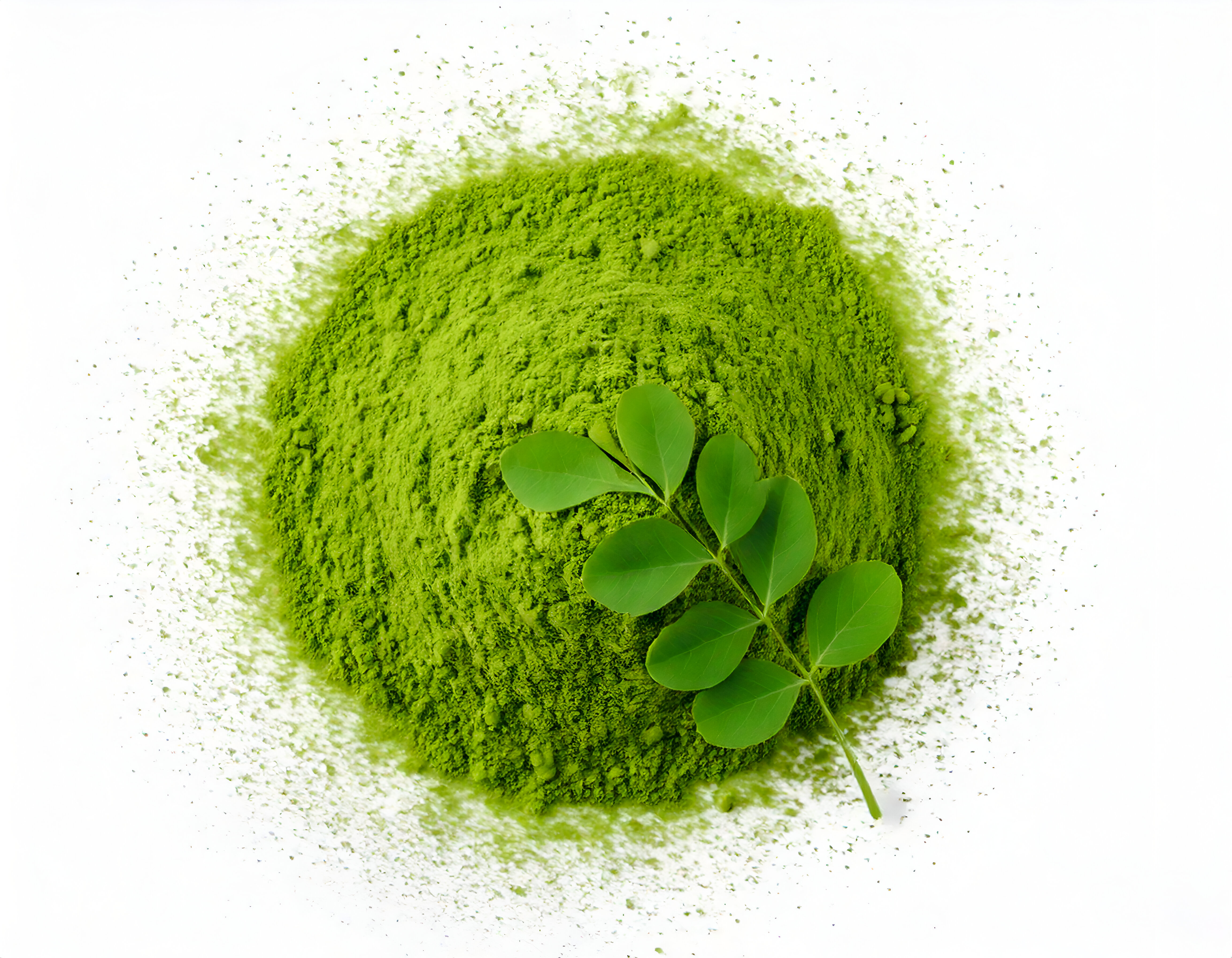 Export Quality Moringa Powder from India | Bulk Supply | Mounisha International